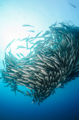Fototapeta premium Trevally school, Mexico.