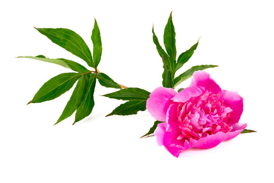 Fototapeta peonies isolated on white
