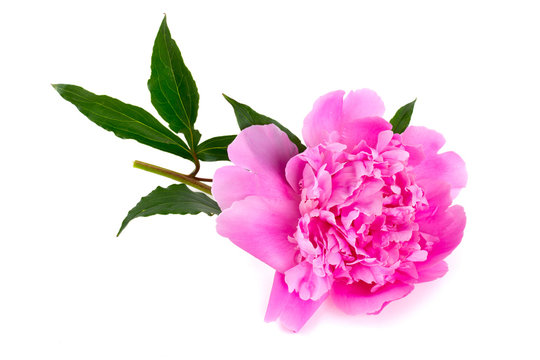 Fototapeta peonies isolated on white