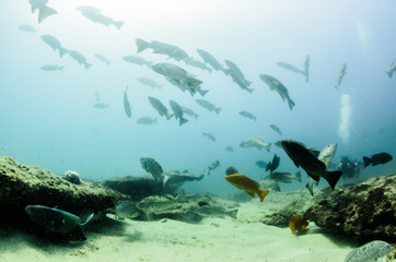 Fototapeta premium Trevally school, Mexico.
