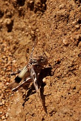 Beige grasshopper climbing on sandstone wall with stretched wings