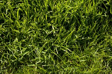 Grass, Backgrounds, Textured.