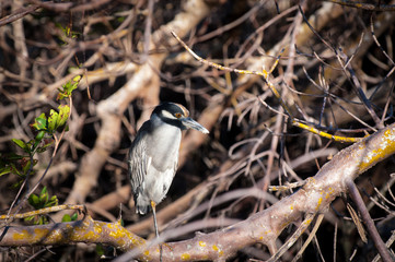 Yellow-crowned Night Heron sitting in a tangle of trees