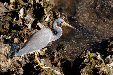 Tricolored Heron searching for food