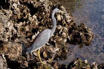 Tricolored Heron searching for food