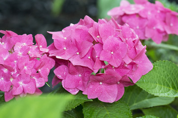 Close up Pink Hydrangea with Green and dark Background