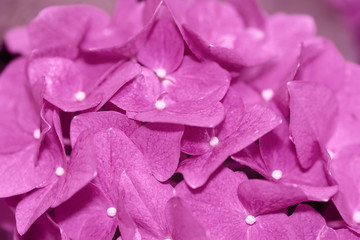 Pink Hydrangea blur style for background