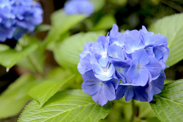 青紫の紫陽花