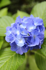 青紫の紫陽花