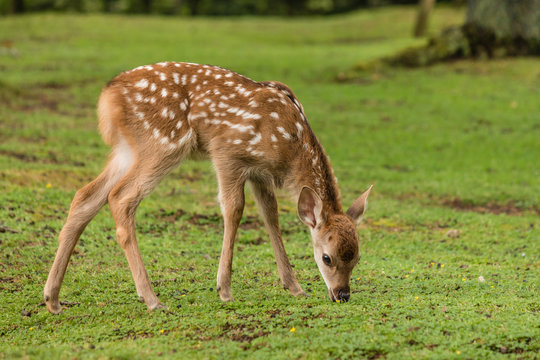 Fototapeta close up of grazing sika deer fawn
