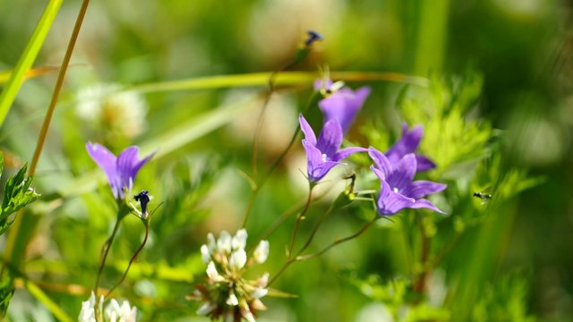 Violet bellflower trembling on the wind and blackfly landing on the flower