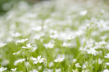 Wildflower, Flower, Meadow.