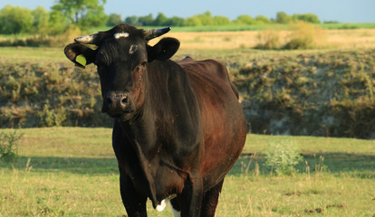 Cow 