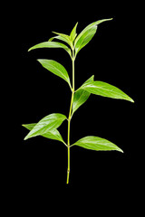 Andrographis paniculata plant