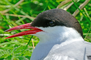 Arctic tern, Farne Islands Nature Reserve, England