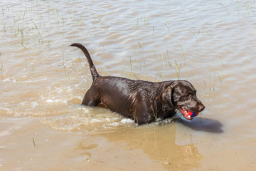 chocolate lab playing in flood waters in houston texas