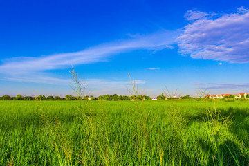 Fototapeta na wymiar green rice field with clear blue sky
