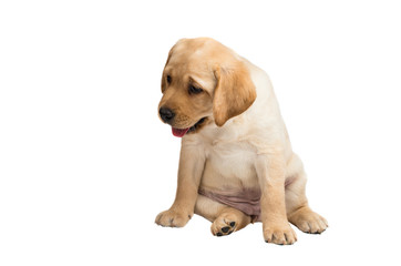 labrador puppy