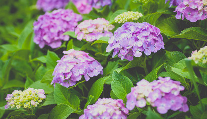 Beautiful Hydrangea macrophylla summer and autumn flower