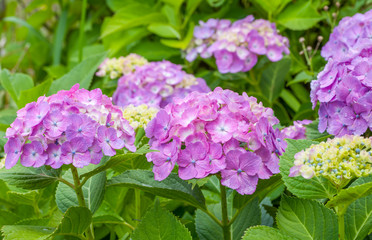 Beautiful Hydrangea macrophylla summer and autumn flower