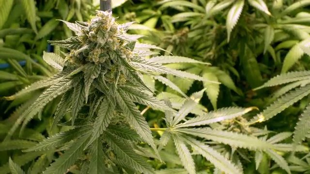 Large Marijuana Bud on Indoor Plant