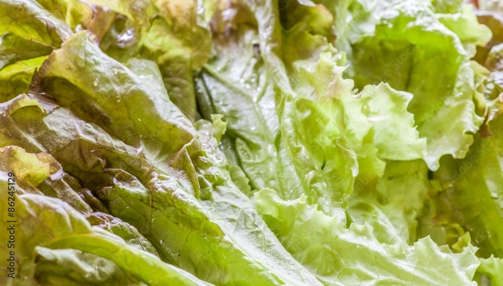 Wall mural close - up fresh green lettuce vegetable salad