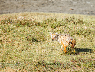 Golden Jackal