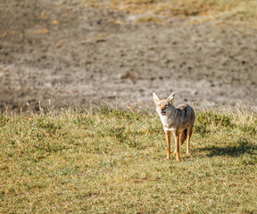 Golden Jackal