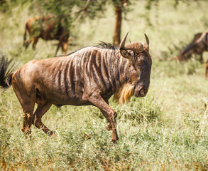 Fototapeta na wymiar wildebeest