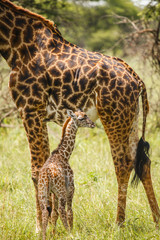 Obraz premium baby giraffe