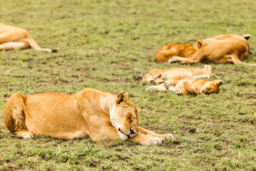 Lion in nature