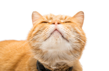 Fototapeta premium Beautiful red cat