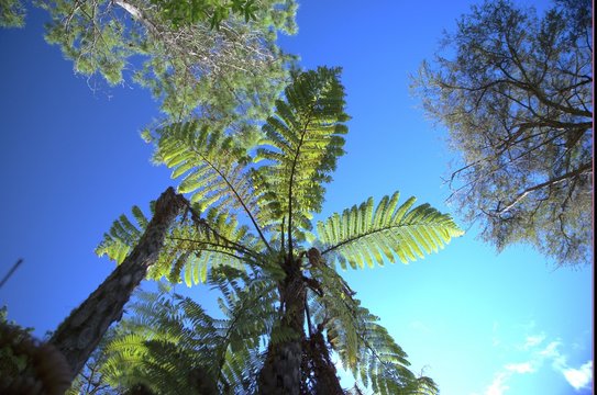 Farn In Neuseeland"-Bilder: Stock-Fotos & -Videos. | Adobe Stock