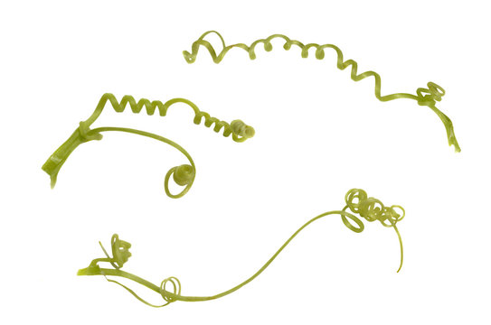 Tendril from courgette