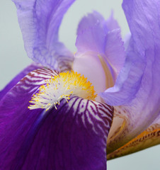 Iris flower