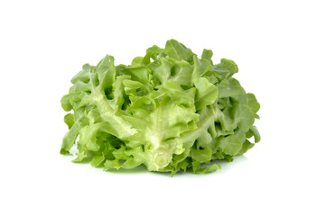 fresh green oak on white background