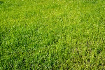 green grass background