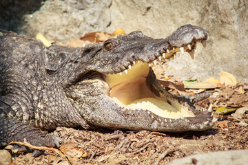 Head Shot of Siamese Crocodile