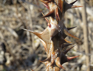 A branch with large spines
