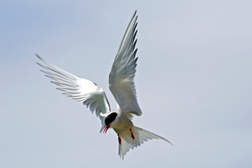 Arctic tern, Farne Islands Nature Reserve, England