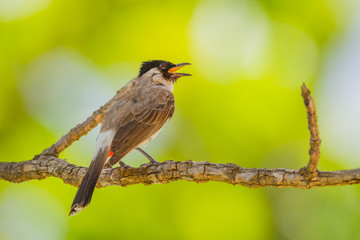 Sooty-headed bulbul(Pycnonotus aurigaster) 