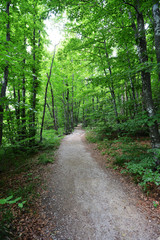 Footpath in  forest