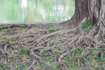 tree root