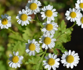 Blossoms of tanacetum parthenium (Mutterkraut)