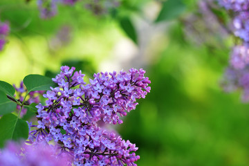 purple lilac