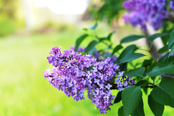 Obraz premium purple lilac