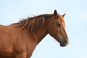 cavallo profilo - ritratto