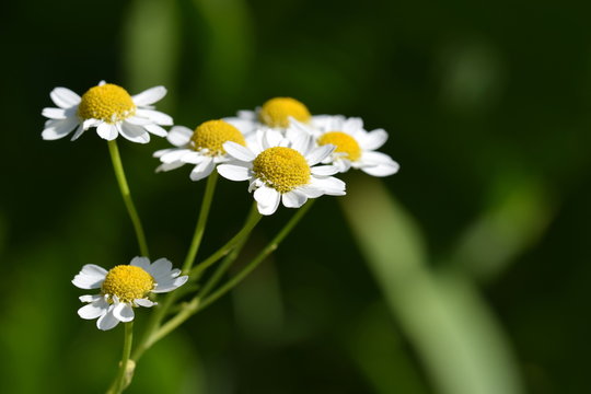 Tanacetum parthenium (Mutterkraut) with soft green background