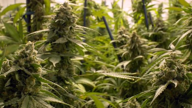 Large Marijuana Buds on Indoor Plants
