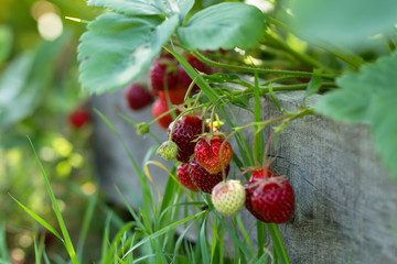 ripe fresh strawberries on wooden background, close up